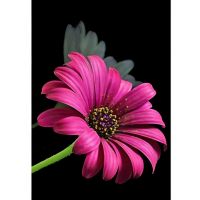 Dijamantna slagalica: Set za dijamantno slikanje Gerbera 10x15cm - d/i/Dijamantna-slagalica-Set-za-dijamantno-slikanje-Gerbera-10x15cm-1.jpg