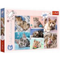 Mačke puzzle 100kom - Trefl - m/a/macke-puzzle-100kom-trefl.jpg