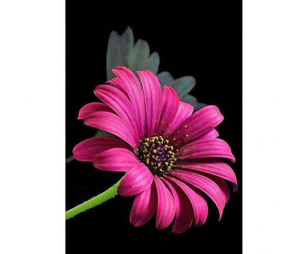 Dijamantna slagalica: Set za dijamantno slikanje Gerbera 10x15cm